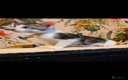 Mixed Breed cats for sale: Blue point siamese x domestic cat - Image 4