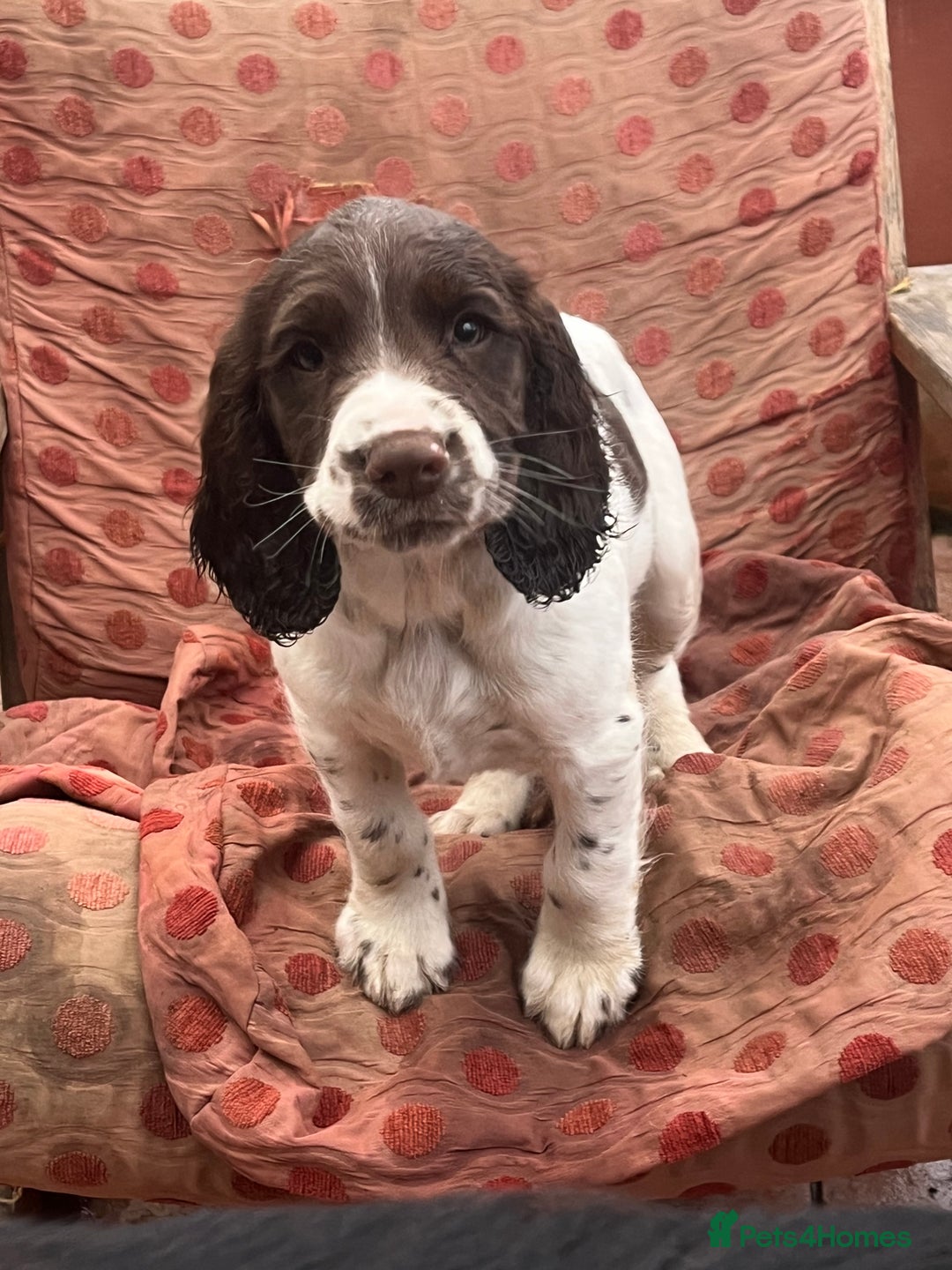 English Springer Spaniel dogs for sale: Springer spaniel puppies - Advert 25