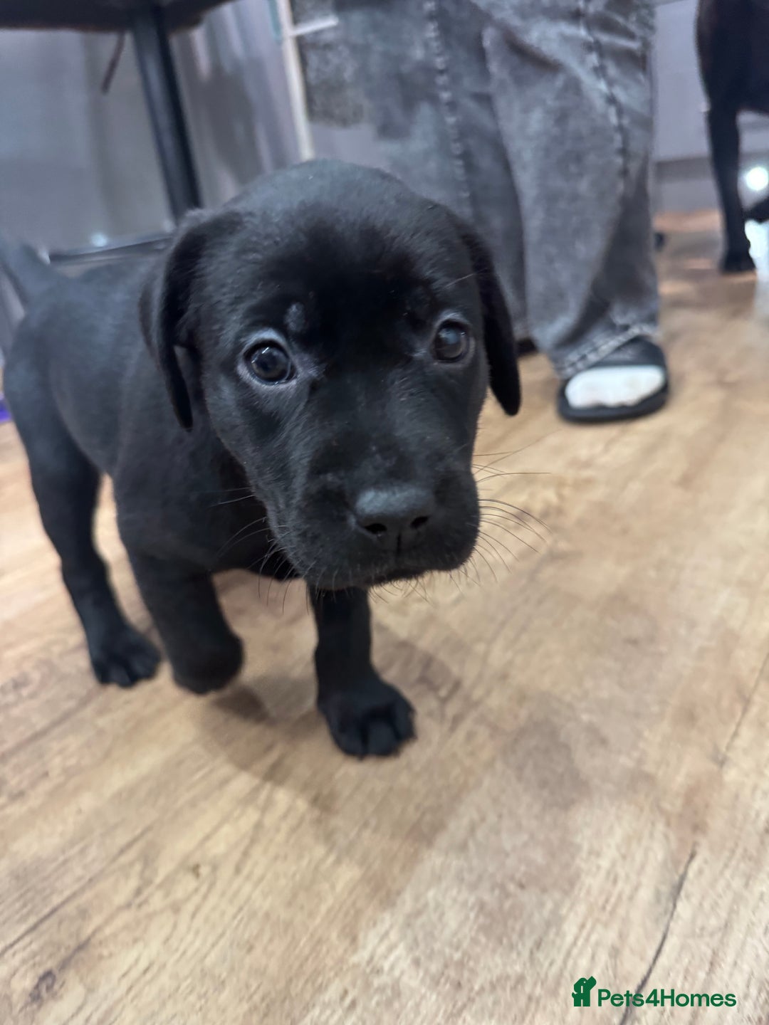Labrador Retriever dogs for sale: Beautiful Labrador puppies for sale🥰 - Advert 17