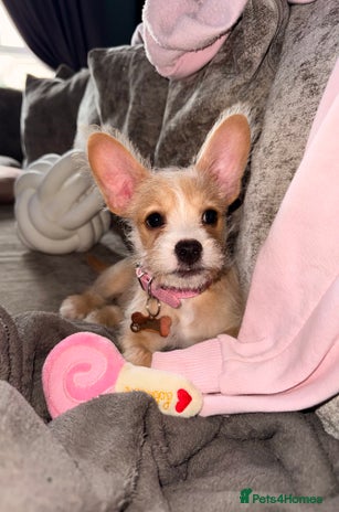 Mixed Breed dogs - Advert 1