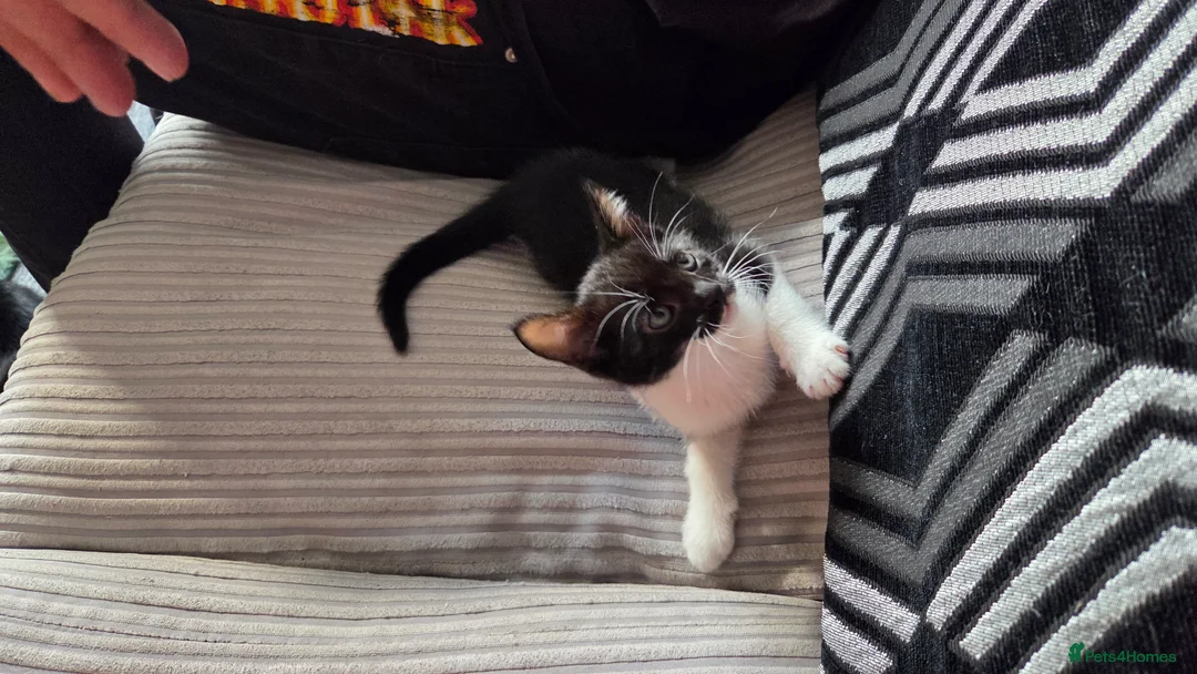 British Shorthair cats for sale: Kitty's for sale  in Coventry - Advert 2