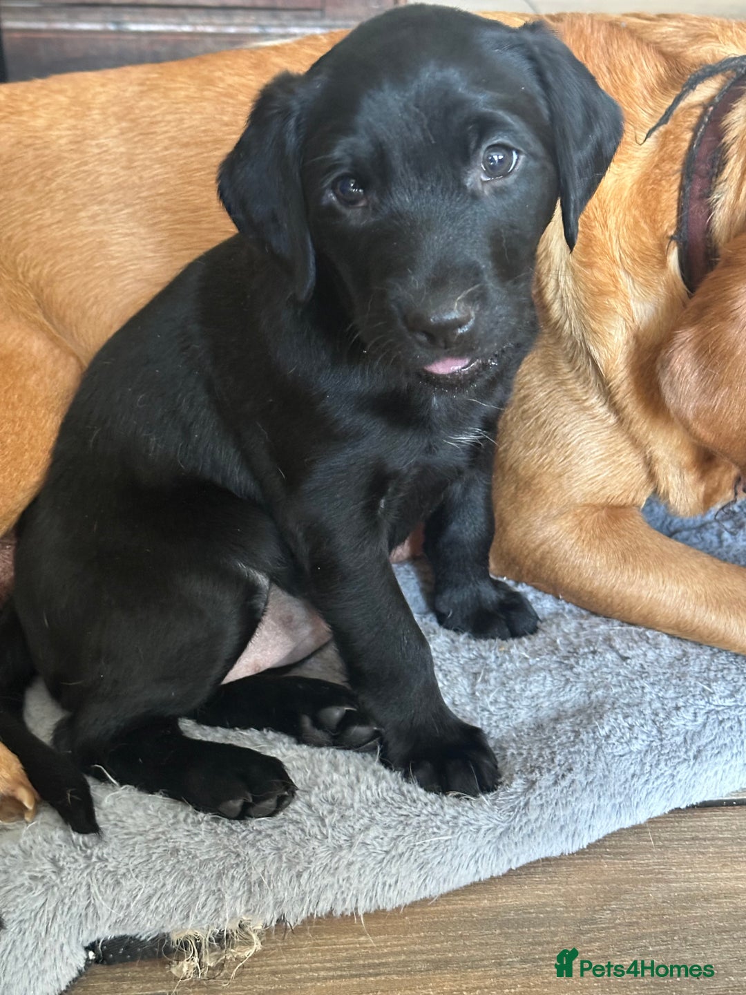Labrador Retriever dogs for sale: Velvet black old English Labrador puppies  - Advert 3