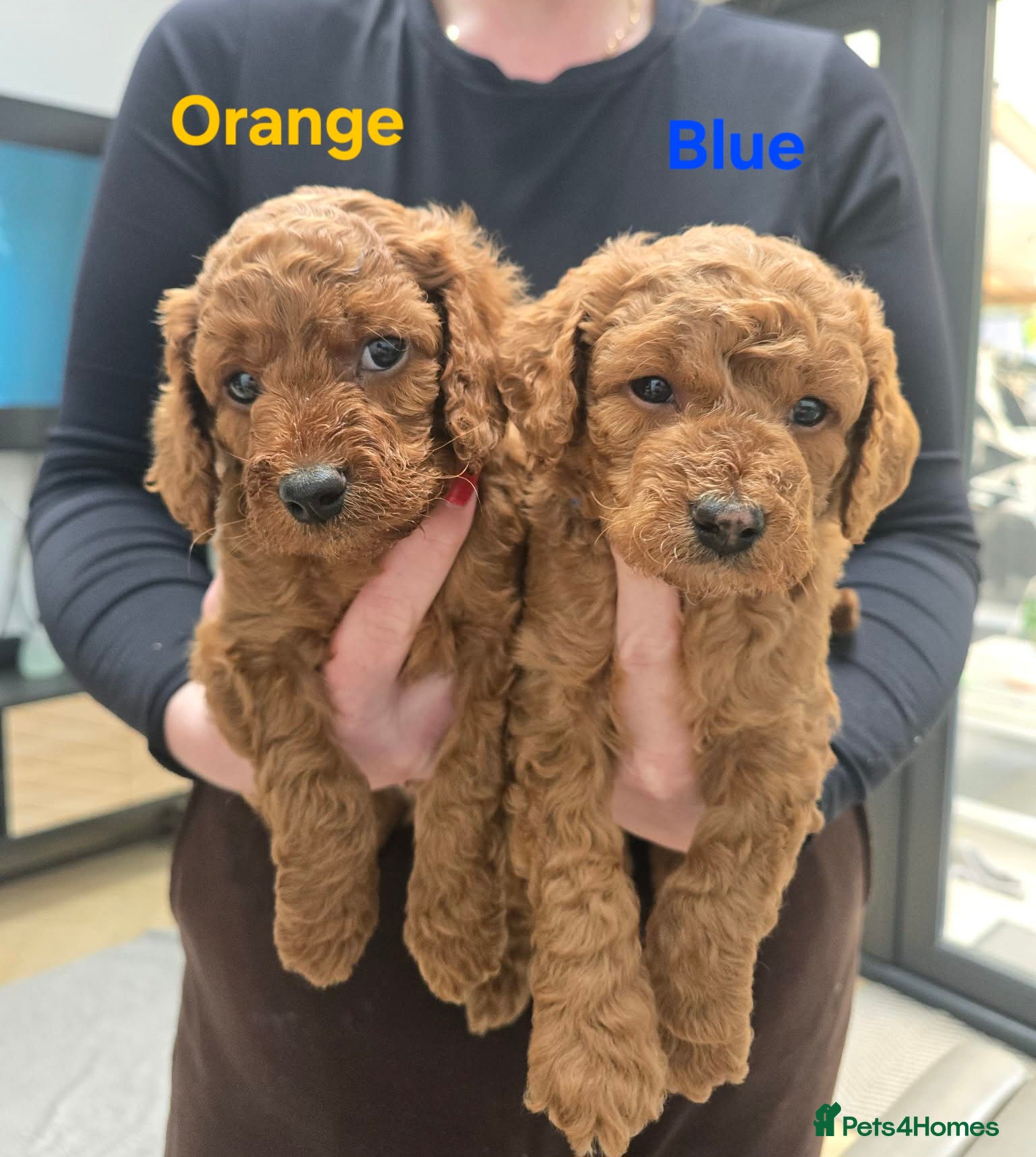 Cavapoo dogs LAST F1b Cavapoo Puppie Dark Red KC Dad DNA Mum  - Advert 10