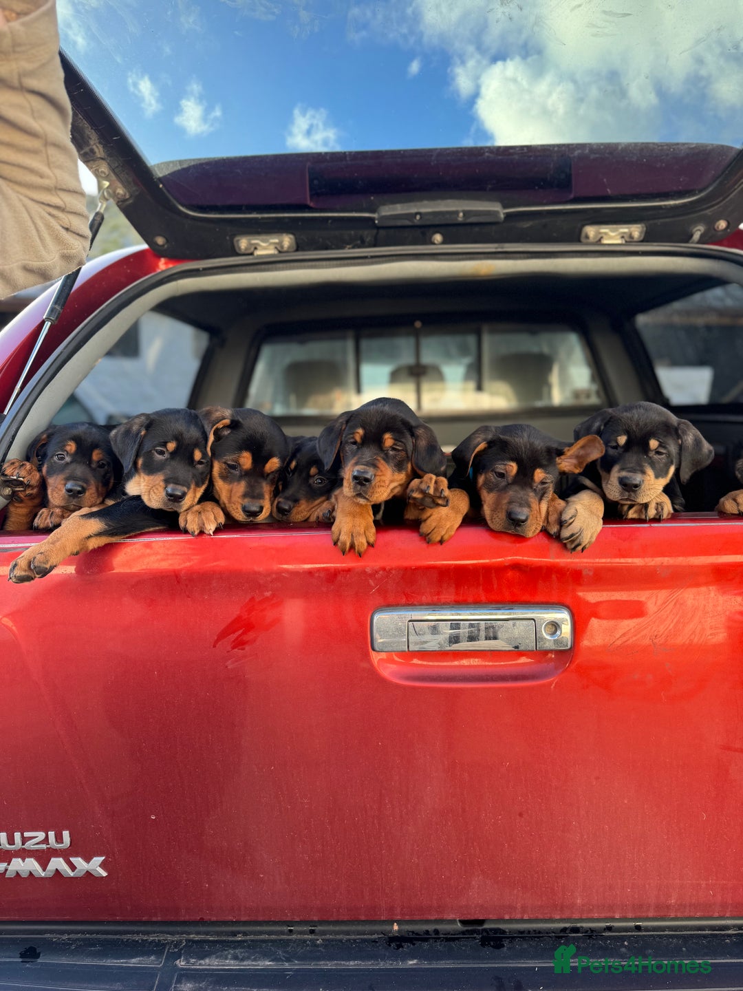 Huntaway dogs for sale: CHUNKY HUNTAWAY PUPPIES FOR SALE  - Image 3