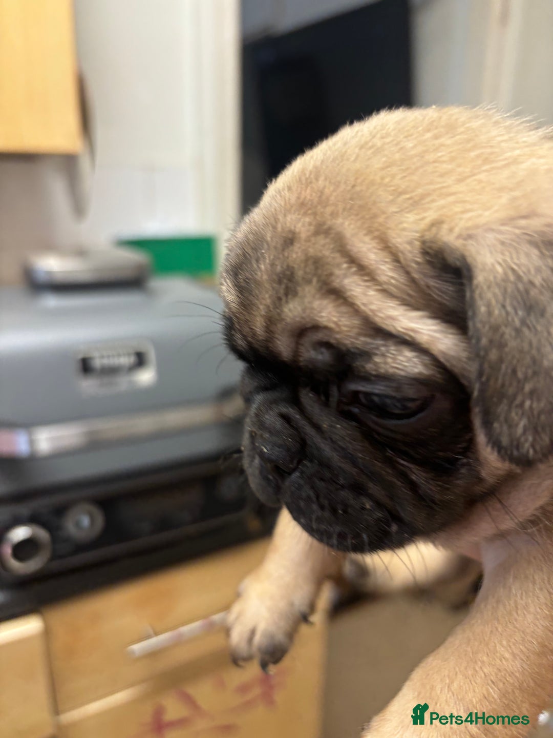 Frug dogs for sale: Frug Puppies - Image 5