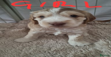 Cockapoo dogs - Advert 15