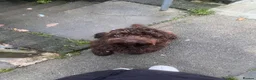 Cockapoo dogs for sale: Chocolate cockerpoo in Bargoed - Advert 1