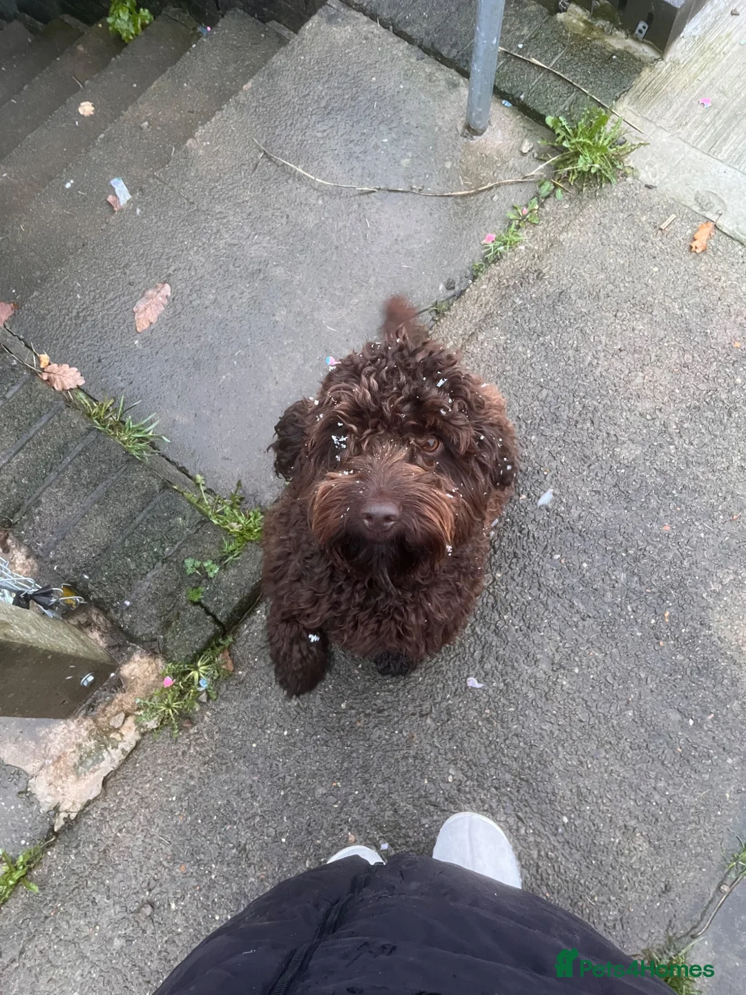 Cockapoo dogs for sale: Chocolate cockerpoo in Bargoed - Advert 1