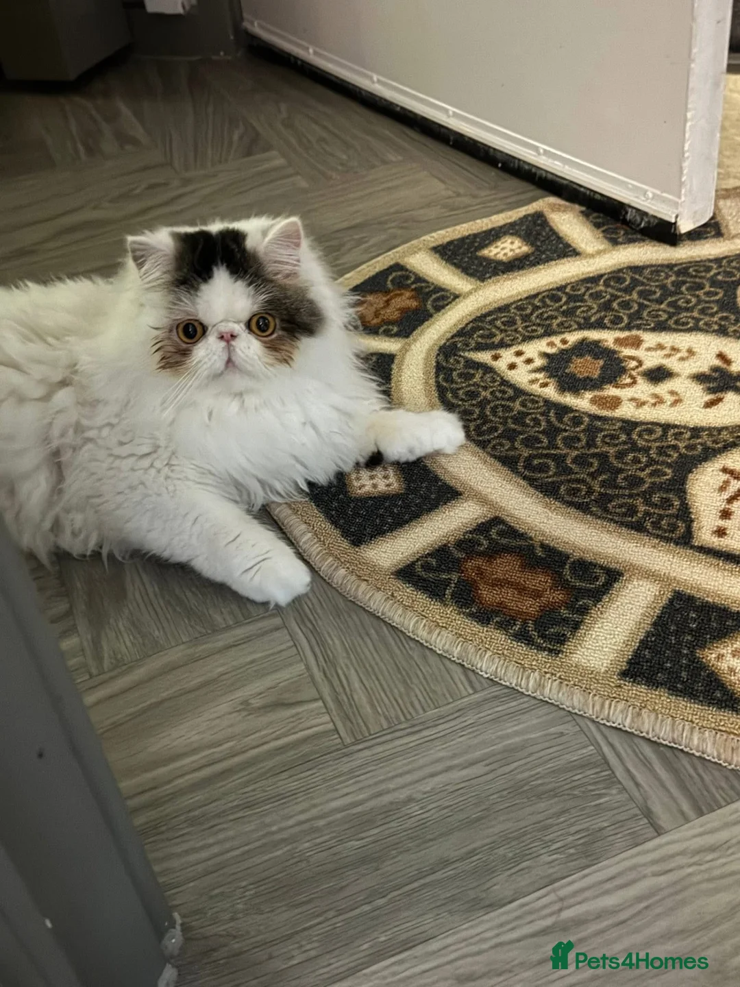 Persian cats for sale: Persian sisters  - Advert 1