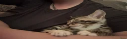 Bengal cats for sale: Bengal kittens  in Llanelli - Advert 8