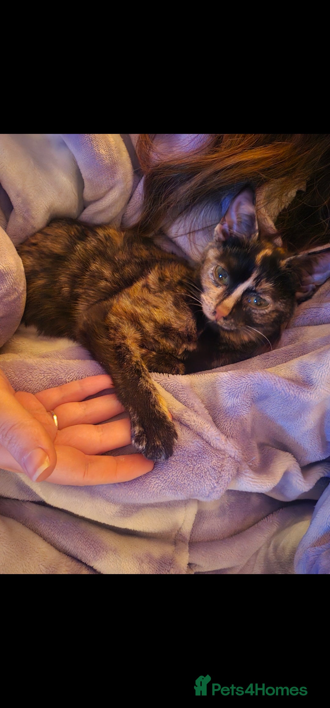 Domestic Shorthair cats for sale: Cuddly, affectionate forever kitten for sale - Image 4