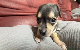Chihuahua dogs for sale: Chihuahua Boys  - Image 16