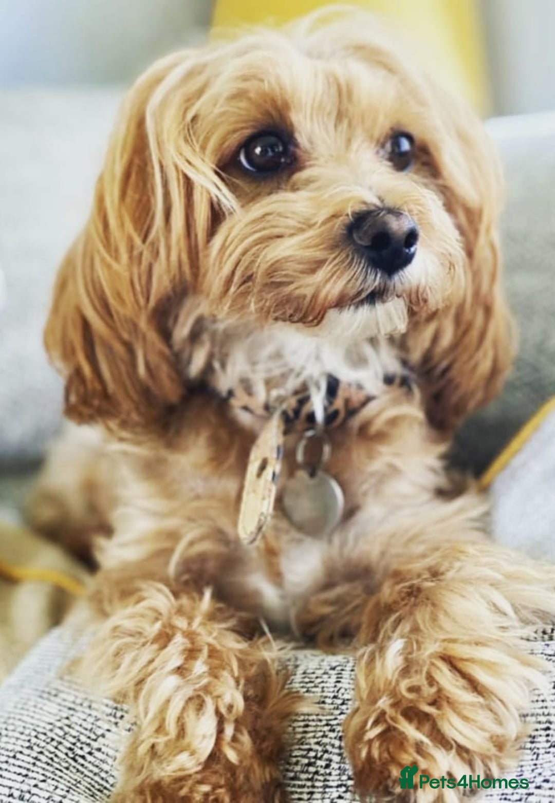 Maltipoo dogs for sale: Beautiful F1B Toy Maltipoos  - Advert 2