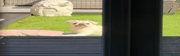 Pug dogs for sale: Beautiful 1 year old pug baby named Luna. in Bridgnorth - Advert 3