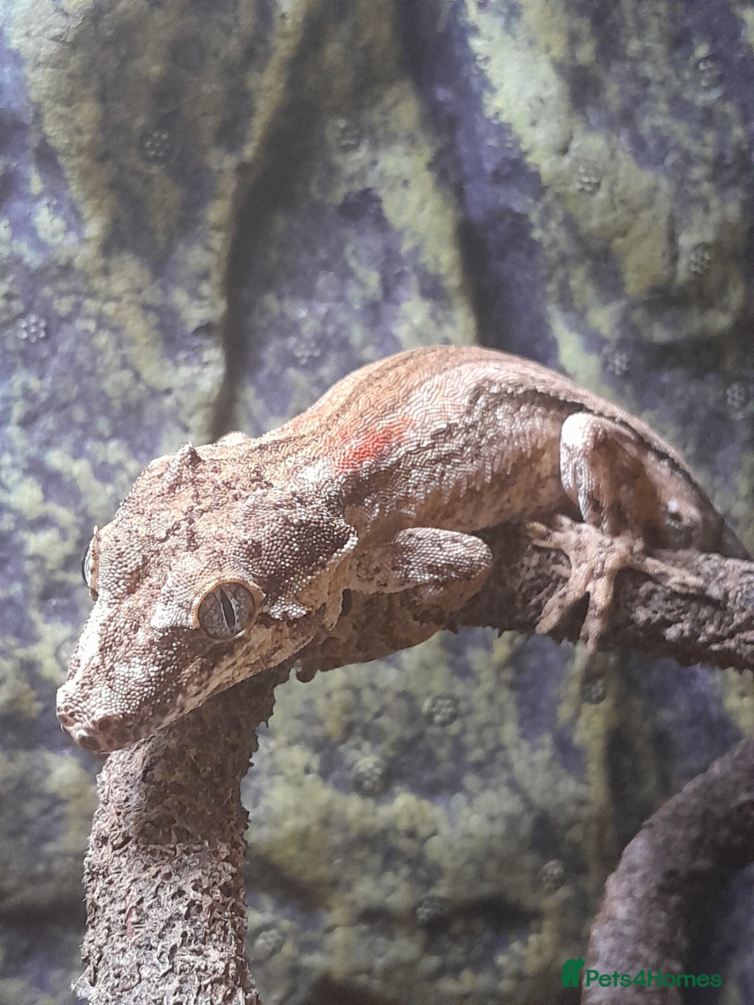 Gecko reptiles for sale: Male gargoyle gecko - Advert 4