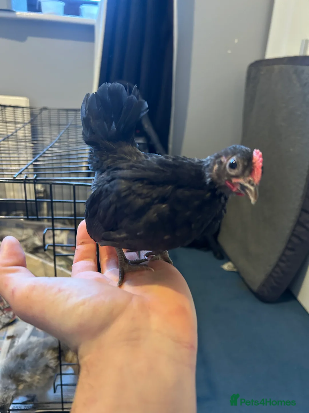 Chickens poultry for sale: Serama roosters  - Advert 4