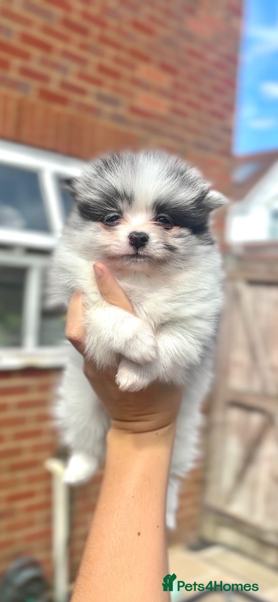 Pomeranian dogs LAST BOY - Pomeranian puppies - Advert 10