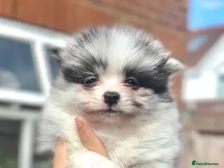 Pomeranian dogs LAST BOY - Pomeranian puppies - Advert 10