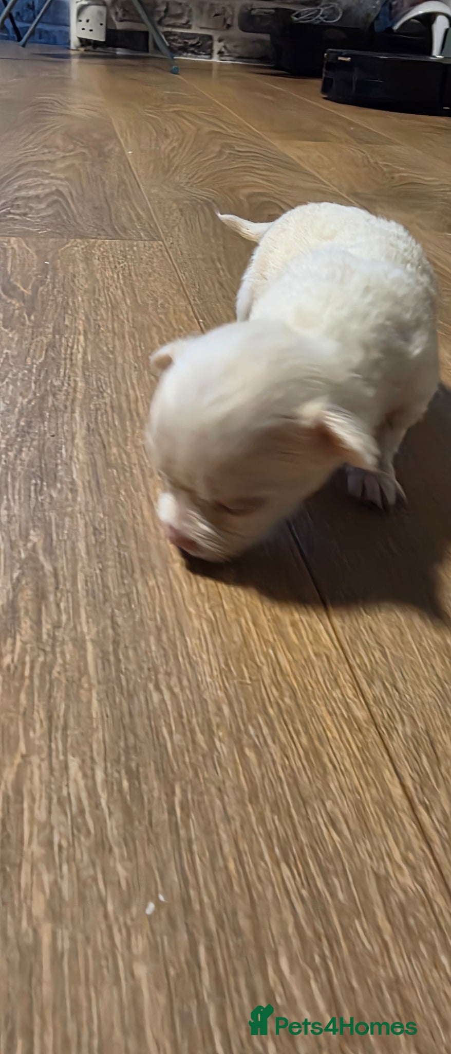 Chihuahua dogs for sale: Long & short haird chihuahua puppies  in Wirral - Advert 3