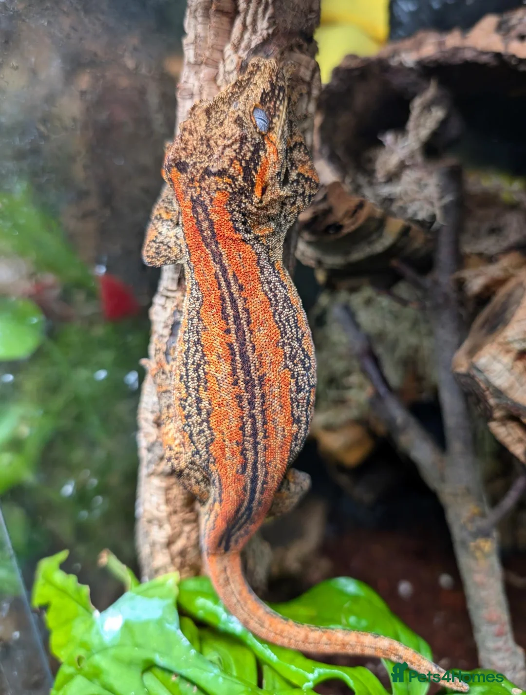 Gecko reptiles for sale: PAIR - High red gargoyle geckos  - Advert 5