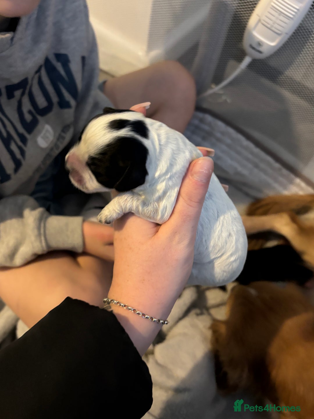 Cocker Spaniel dogs for sale: Cockers for sale  - Advert 13