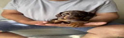 Dachshund dogs for sale: Miniature dachshund puppies  - Advert 11