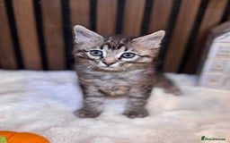 Ragdoll cats for sale: 🌙 Grey Ghost Kittens🎃 – Ragdoll × Tabby 🐾 - Image 30