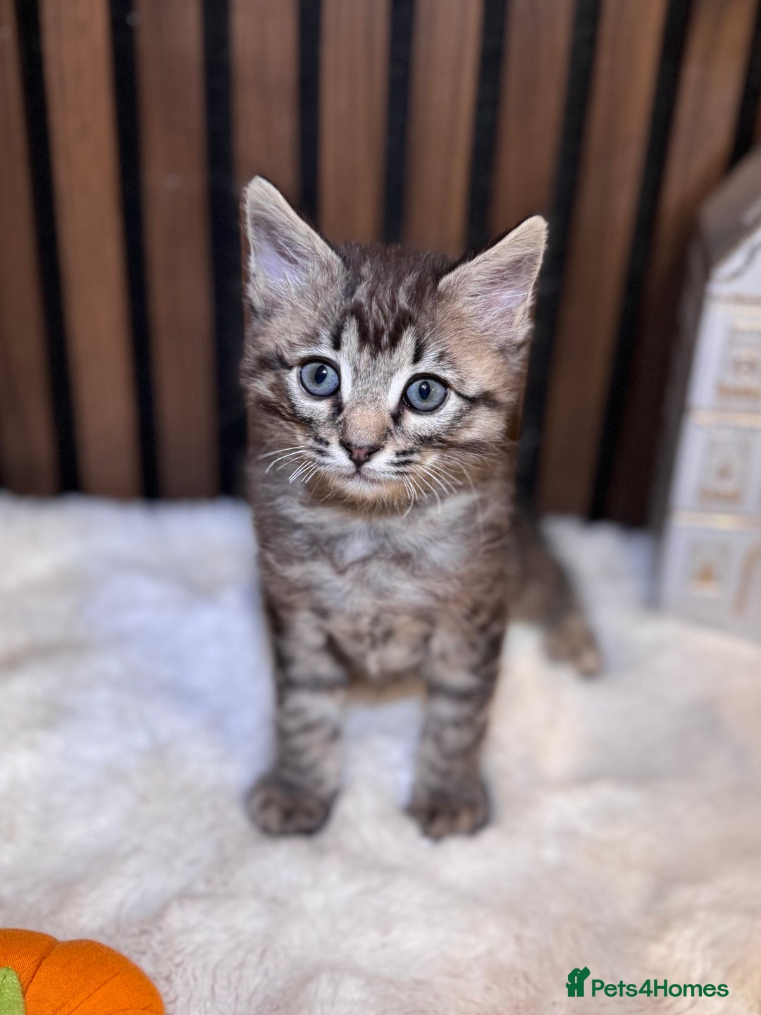 Ragdoll cats for sale: 🌙 Grey Ghost Kittens🎃 – Ragdoll × Tabby 🐾 - Image 30