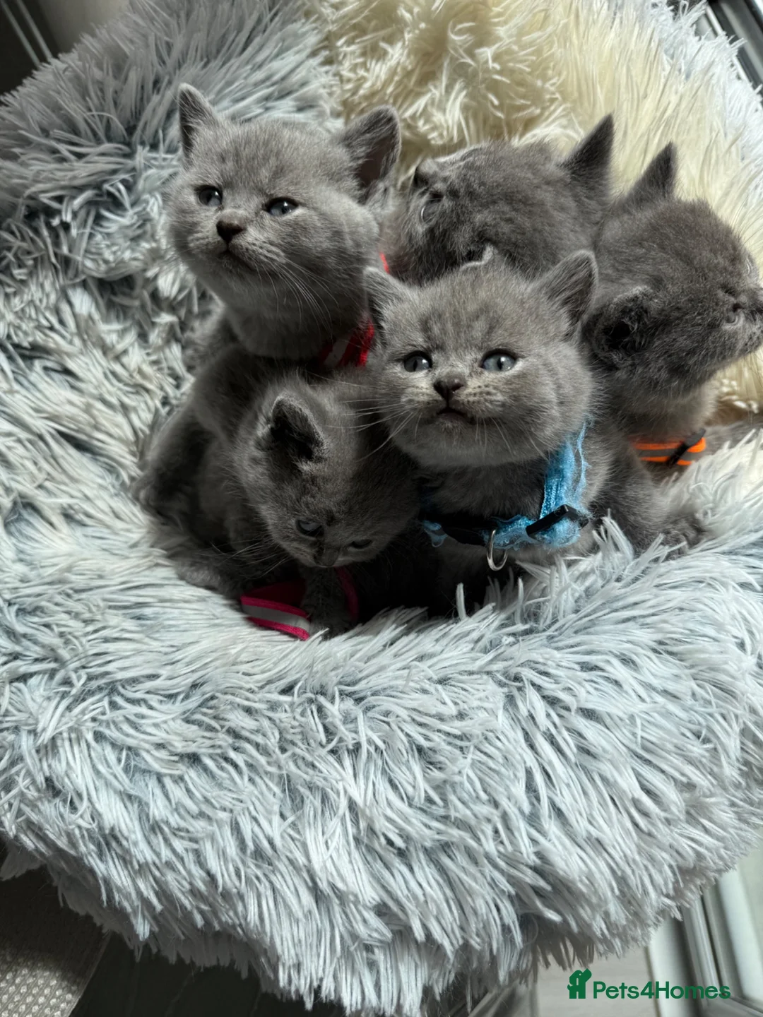 British Shorthair cats for sale: Stunning British Shorthair Blue Kittens Ready  - Advert 2