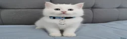 Ragdoll cats for sale: Beautiful Ragdoll kittens  - Advert 9