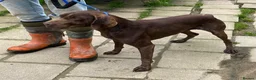 German Shorthaired Pointer dogs for sale: Lovely 7 year old GSP Boy  - Advert 3
