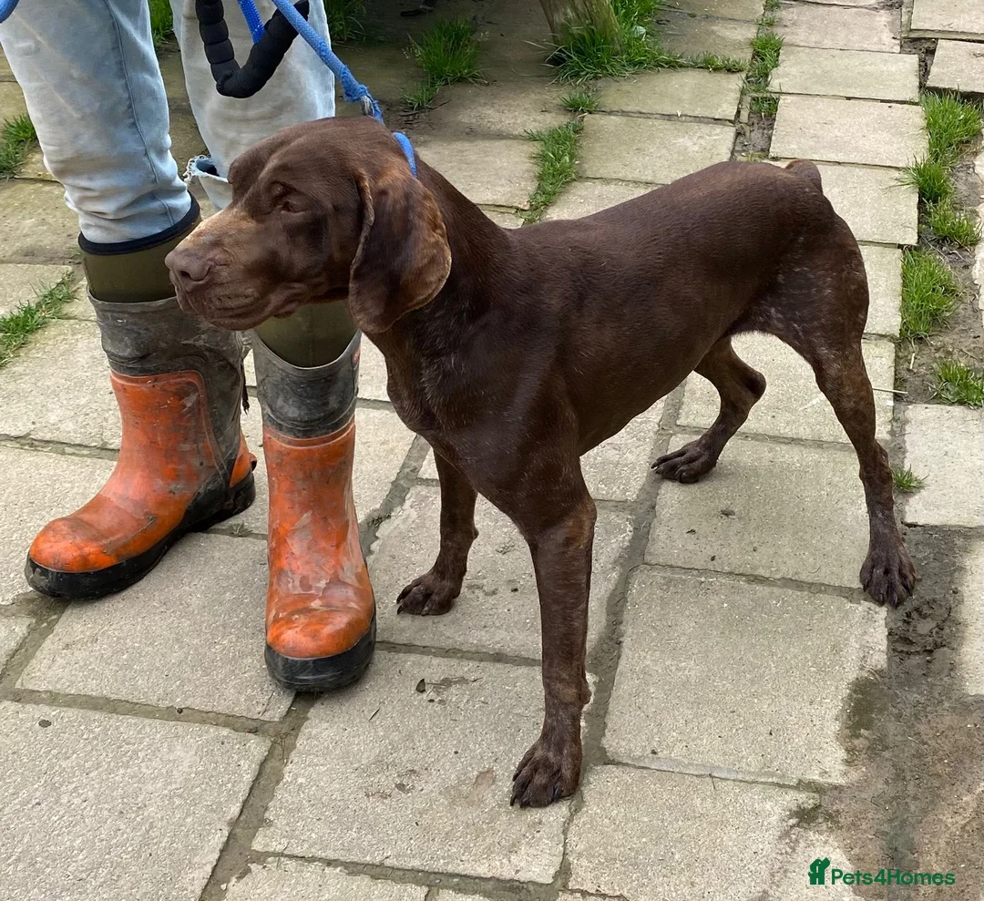 German Shorthaired Pointer dogs for sale: Lovely 7 year old GSP Boy  - Advert 3