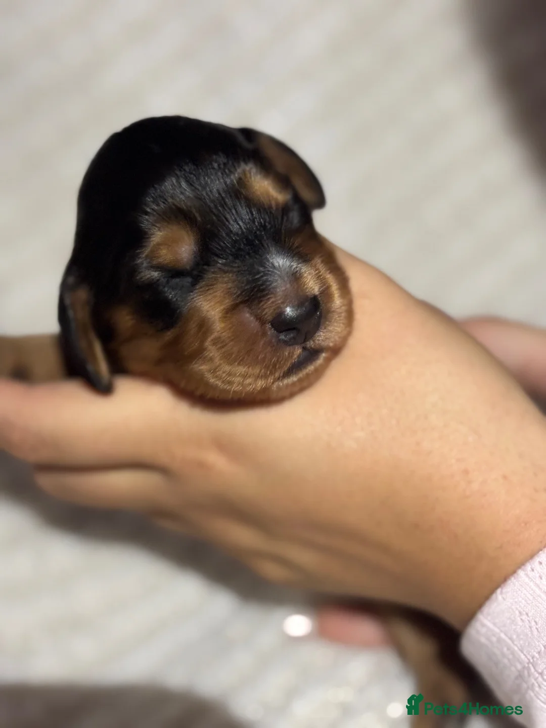 Cocker Spaniel dogs for sale: ⭐ 2 BEAUTIFUL COCKER SPANIEL BOYS⭐ - Advert 1