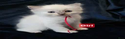 Ragdoll cats for sale: 3 girls and 2 boys ragdoll kitten ready 4 new home in Welwyn Garden City - Advert 20