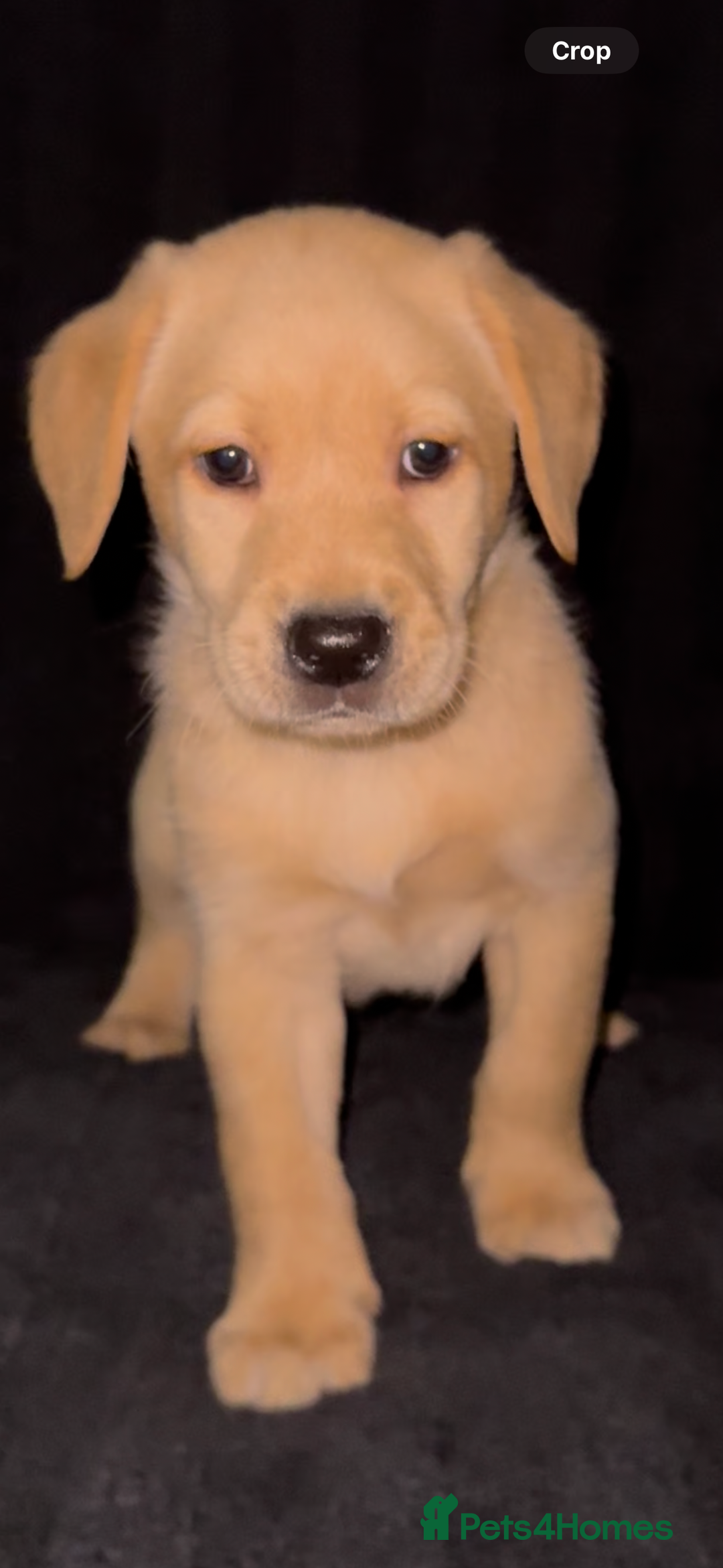 Labrador Retriever dogs for sale: ⭐️5 ADORABLE LABRADOR PUPPIES⭐️ - Advert 10