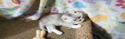 British Shorthair cats for sale: Amazing Scottish fold girls - Advert 8