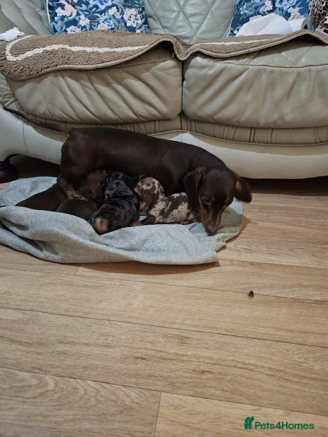 Miniature Dachshund dogs for sale: Stunning miniature dachshund puppies  - Advert 11