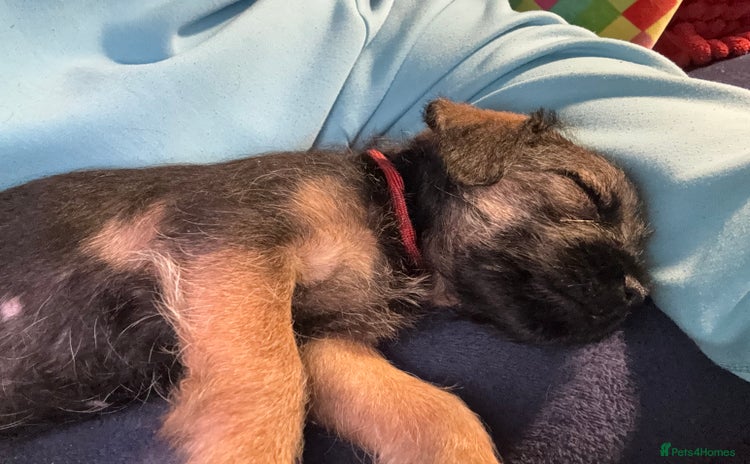 Border Terrier dogs - Advert 11