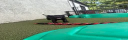 Cocker Spaniel dogs for sale: Beautiful black working cockers - Advert 15