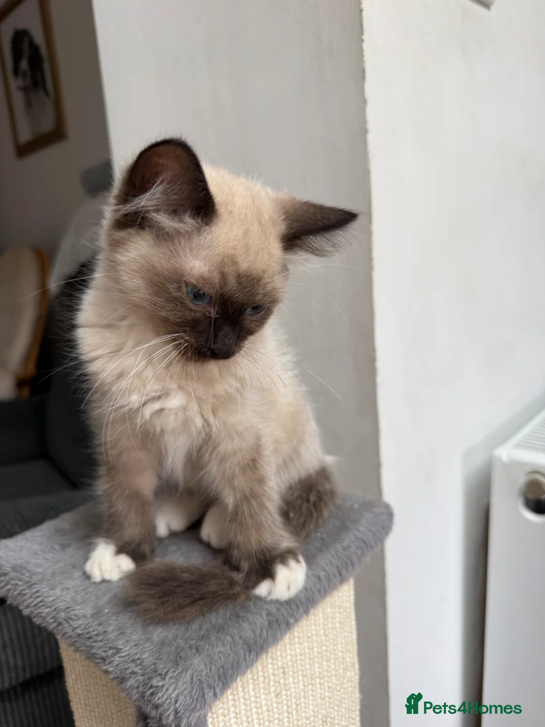 Ragdoll cats for sale: Loving playful ragdolls - Advert 7
