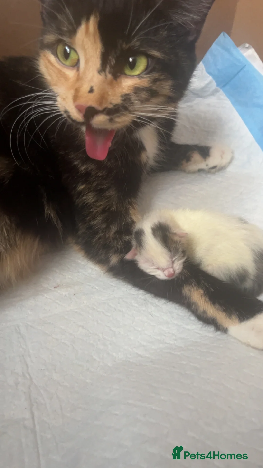 Domestic Shorthair cats for sale: Domestic shorthair ? Female  - Advert 1