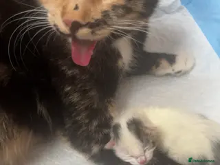 Domestic Shorthair cats Domestic shorthair ? Female - Advert 3