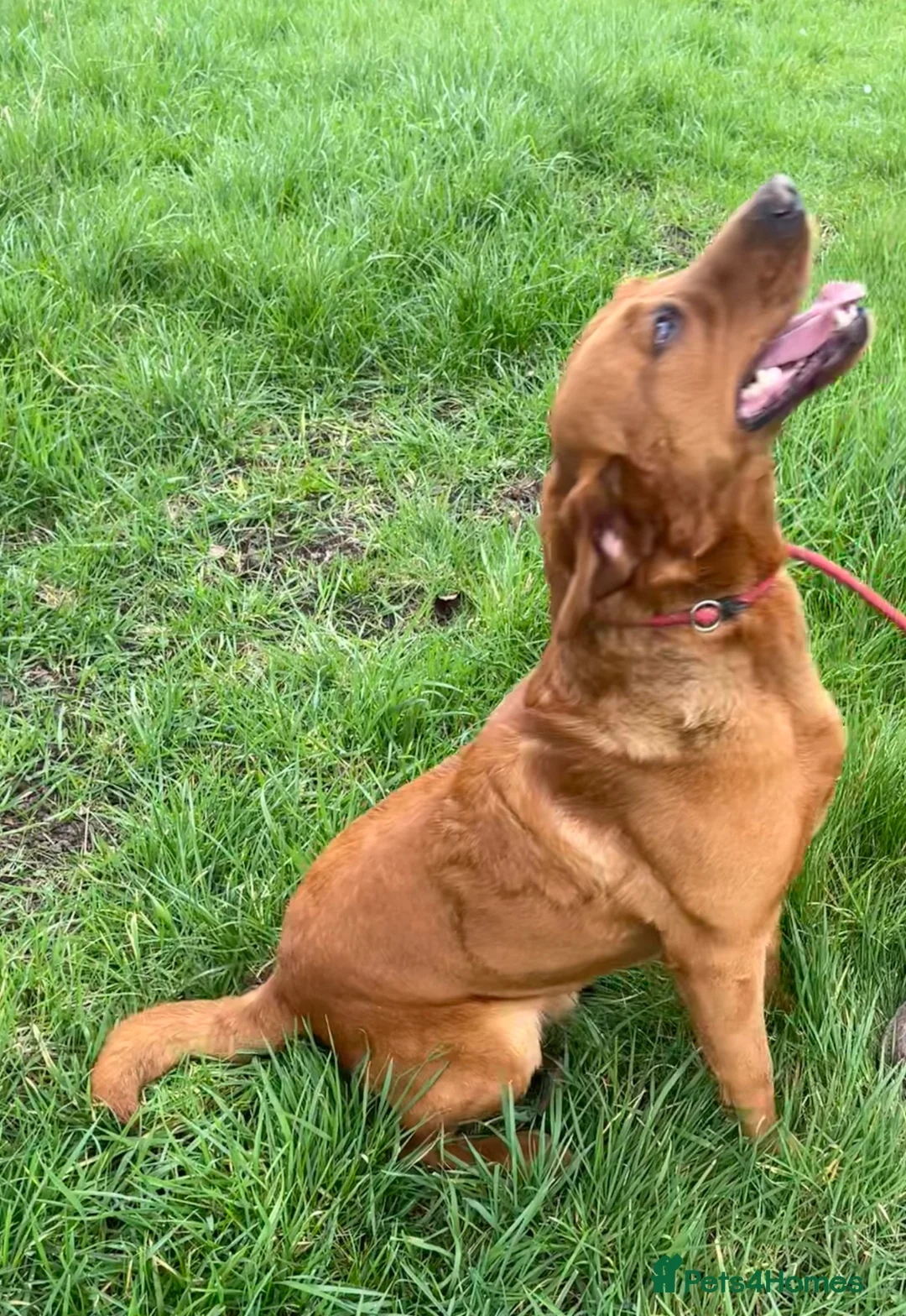 Labrador Retriever dogs for sale: Beautiful Labrador puppies  - Advert 2