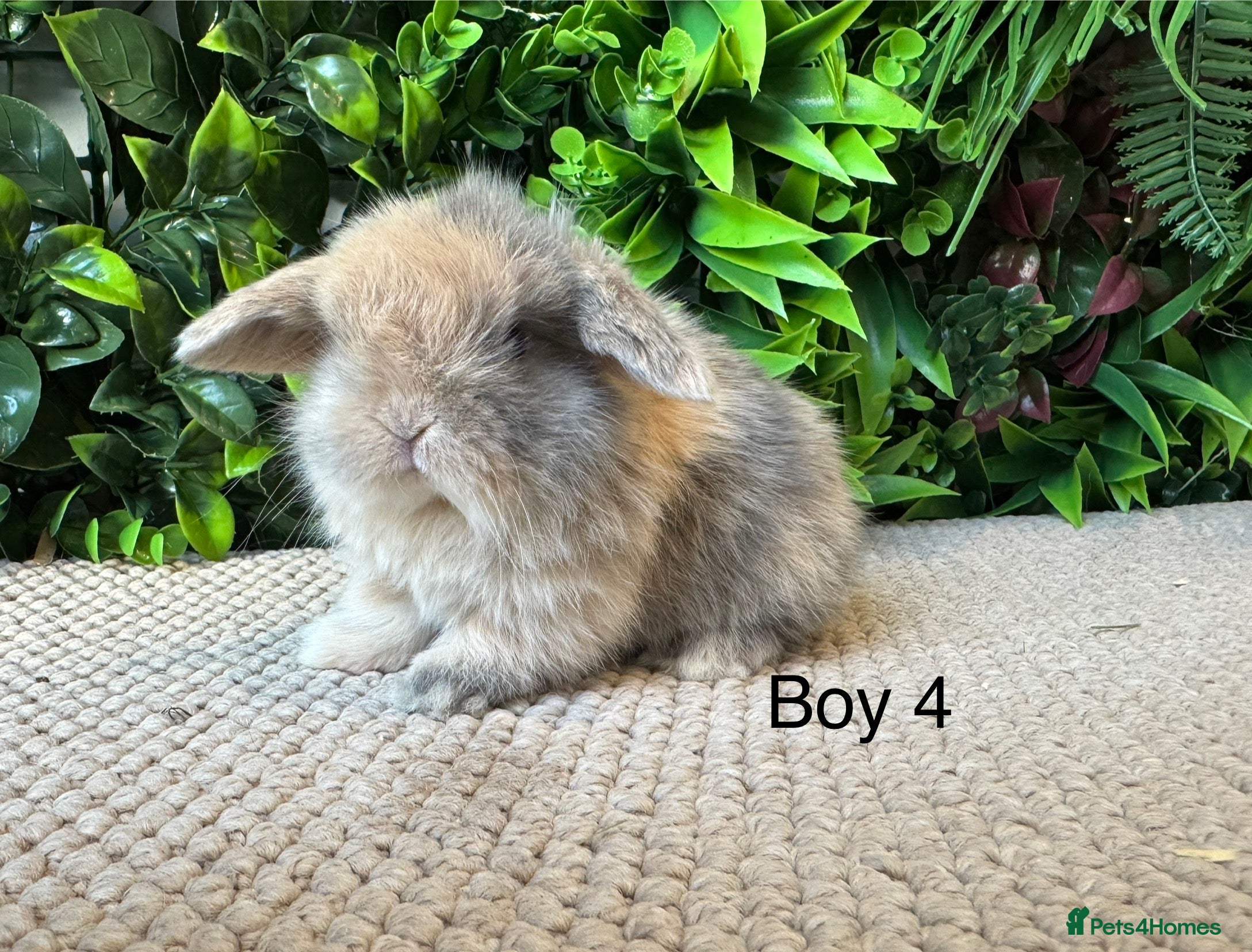 Mini Lop rabbits ⭐️ mini lops ⭐️ 2 boys ready to go  - Advert 1