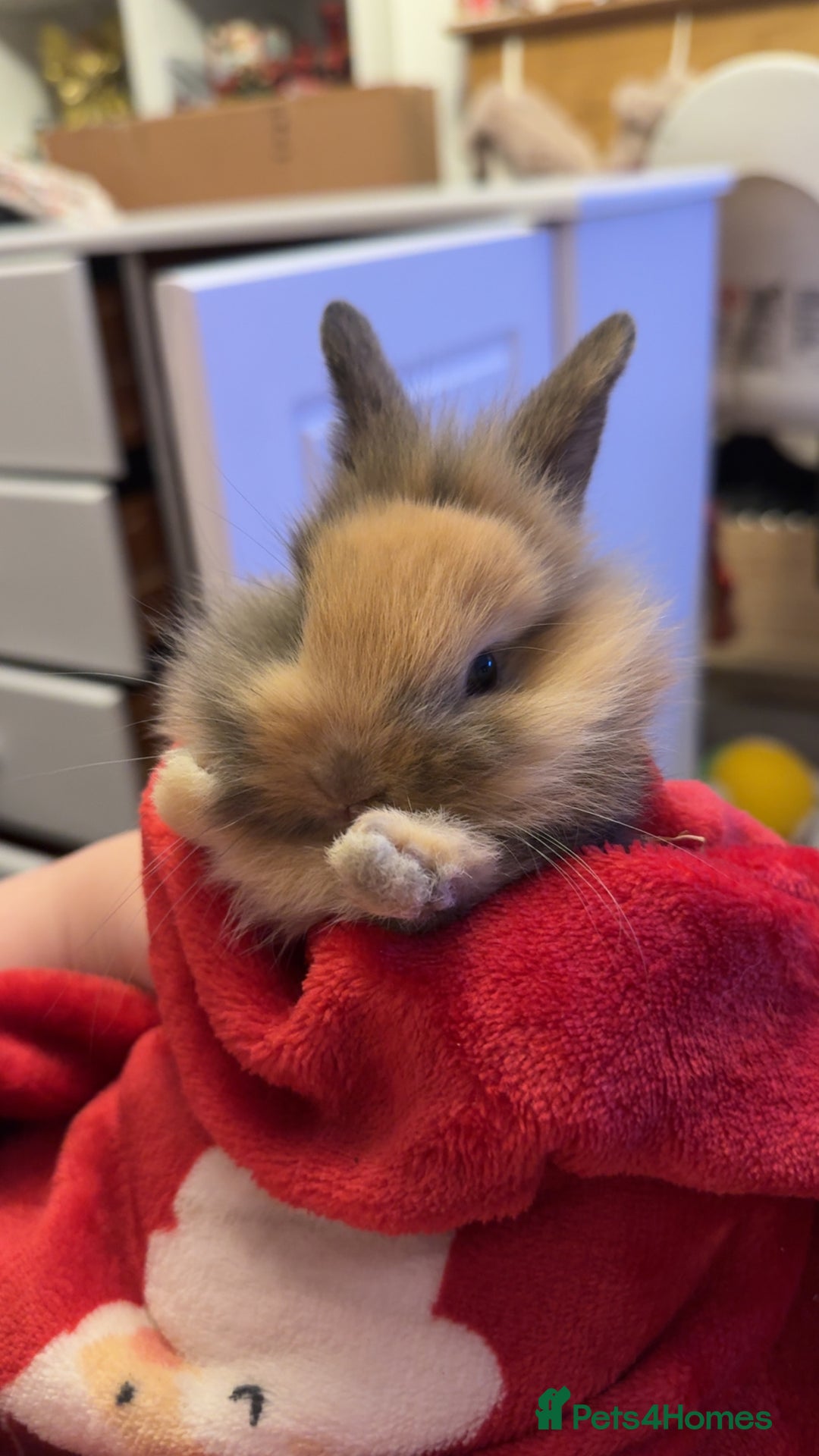 Lionhead rabbits for sale: Beautiful Male lionhead rabbit  - Advert 5