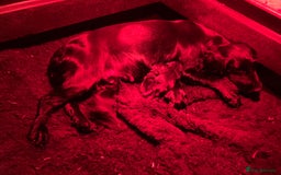 Cocker Spaniel dogs for sale: Litter of beautiful KC registered working cockers - Image 8