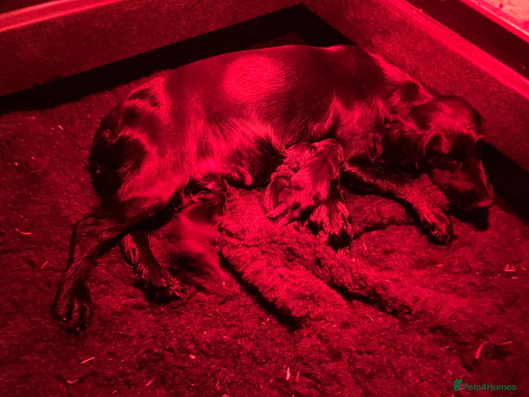 Cocker Spaniel dogs for sale: Litter of beautiful KC registered working cockers - Image 8