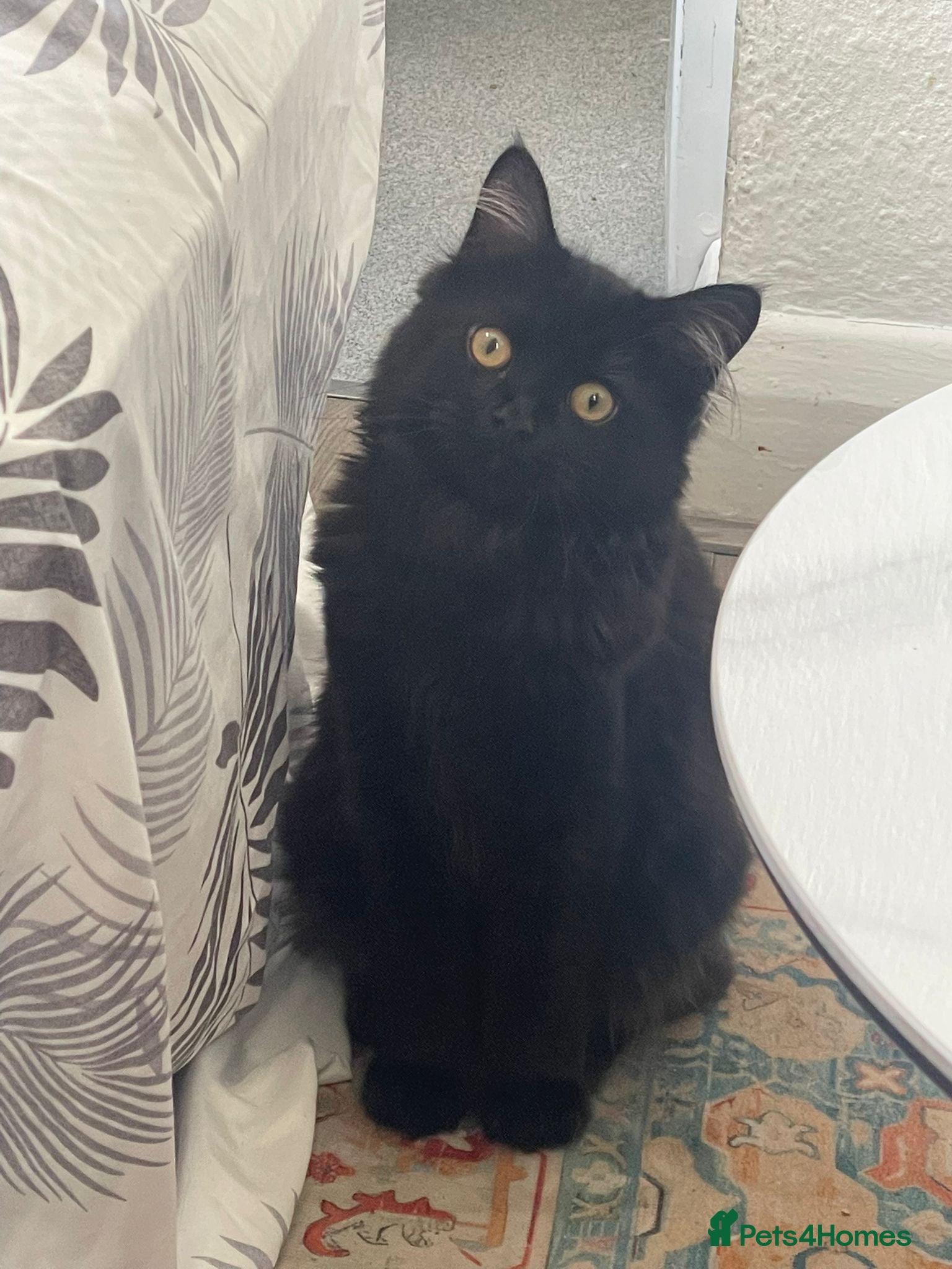 Mixed Breed cats  Persian mix kitten  - Advert 2