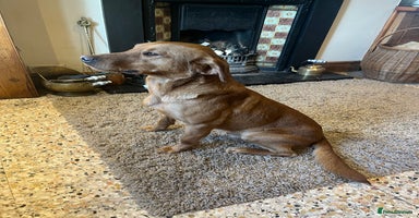 Labrador Retriever dogs in Sandbach - Advert 14