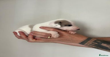 Whippet dogs - Advert 10